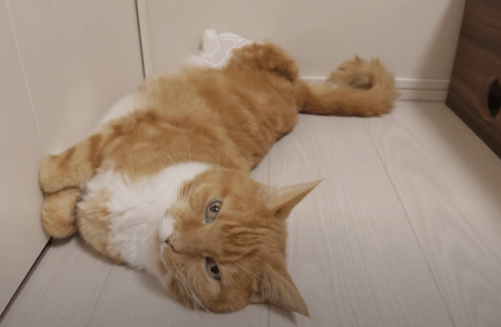 放熱開始！ 夏限定の猫さんの寝相が可愛すぎるぞ♡