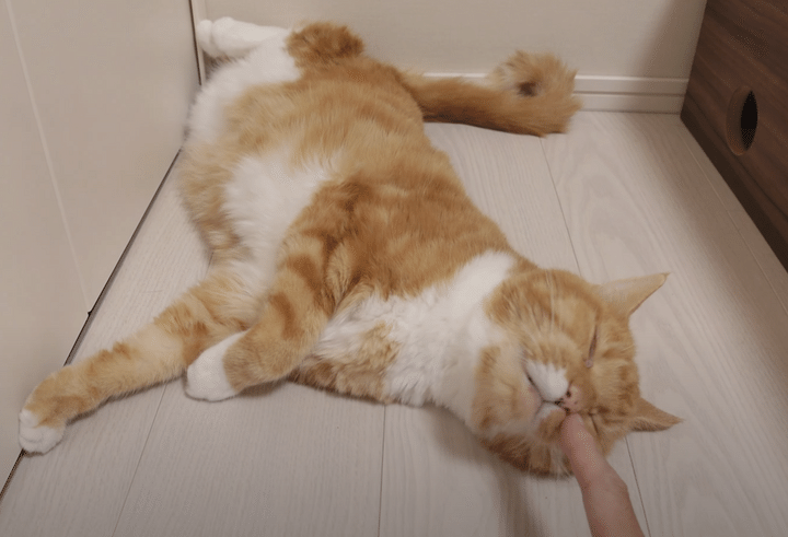 放熱開始！ 夏限定の猫さんの寝相が可愛すぎるぞ♡