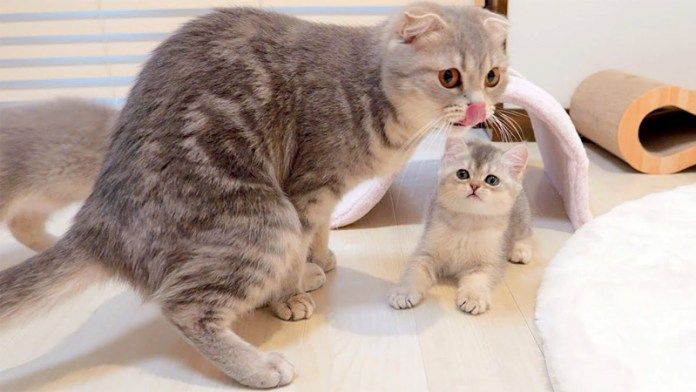 母猫に突撃する子猫