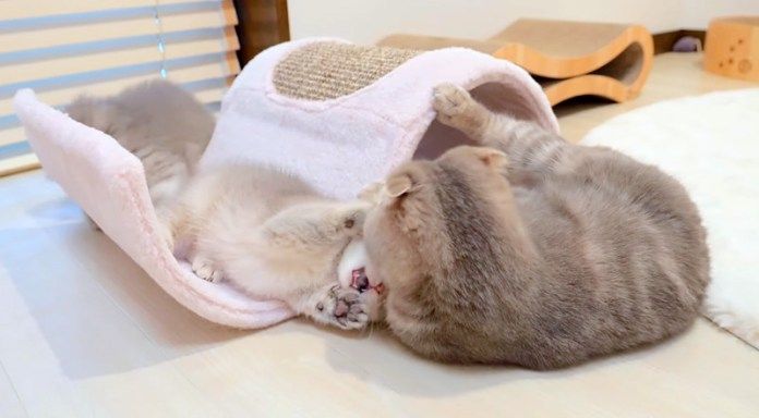 母猫にやられる子猫