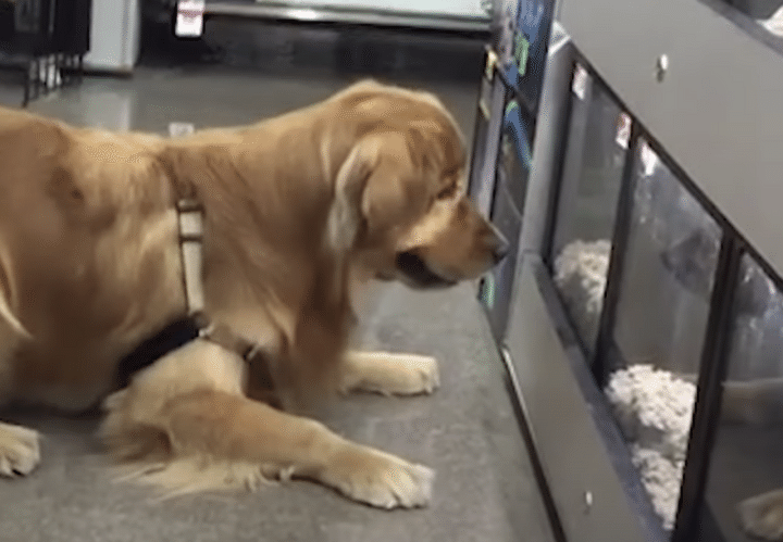 「会いに来たよー！」ペットショップが大好きな犬さん、帰るのが嫌すぎて