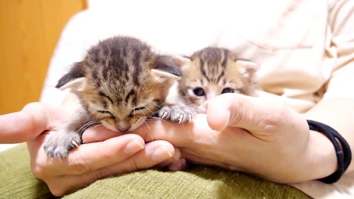 膝の上で甘える子猫達
