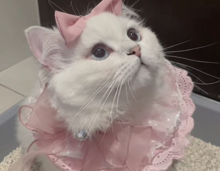 リボン猫ちゃん☆