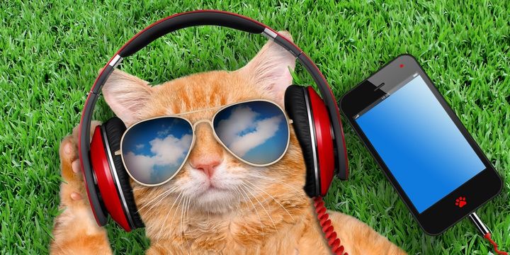 猫は飼い主の呼び声を分かって無視している