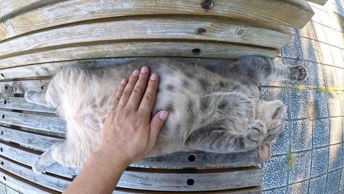 お腹を撫でられる猫