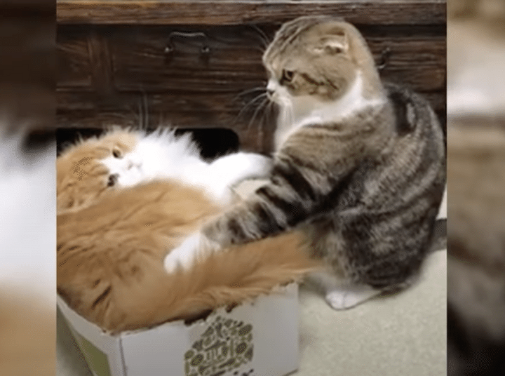 仲良く使ってね！箱を巡った猫のケンカ。