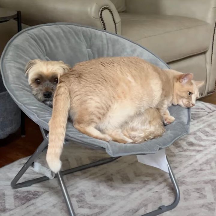 ベッドには犬がいるけどこれでいいのだ、我が物顔で猫は収まる