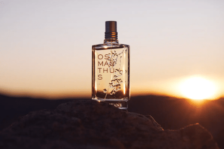 オスマンサスの画像