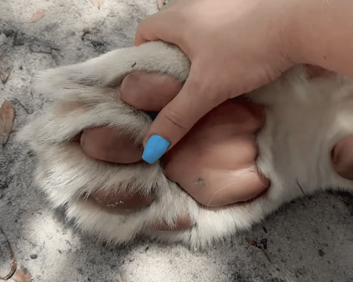 大きな肉球！ ホワイトライオンのお手手が可愛い