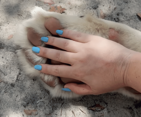 大きな肉球！ ホワイトライオンのお手手が可愛い