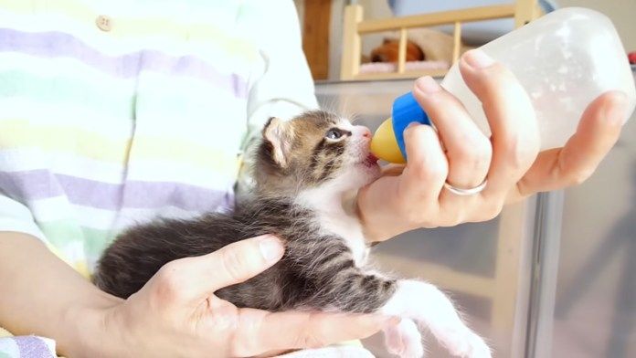 ミルクを飲む子猫