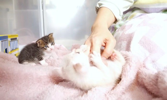 養育主さんと遊ぶ子猫