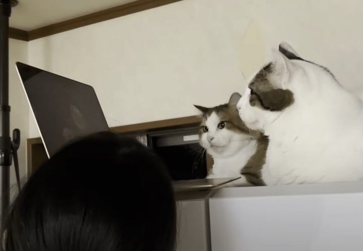 リモート花火なら、家で猫さんと一緒に楽しめる！