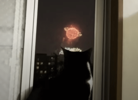 リモート花火なら、家で猫さんと一緒に楽しめる！