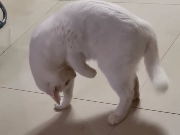 にゃんだコレ！ 猫ならみんな付いているものに困惑しまくり！