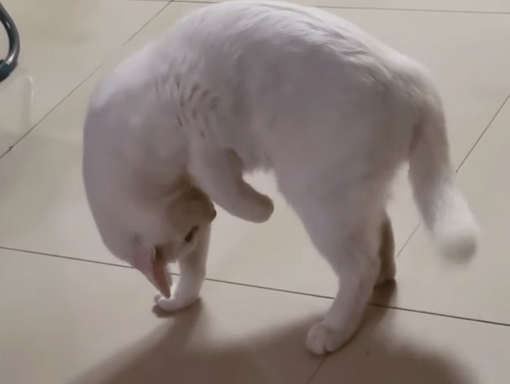 にゃんだコレ！ 猫ならみんな付いているものに困惑しまくり！