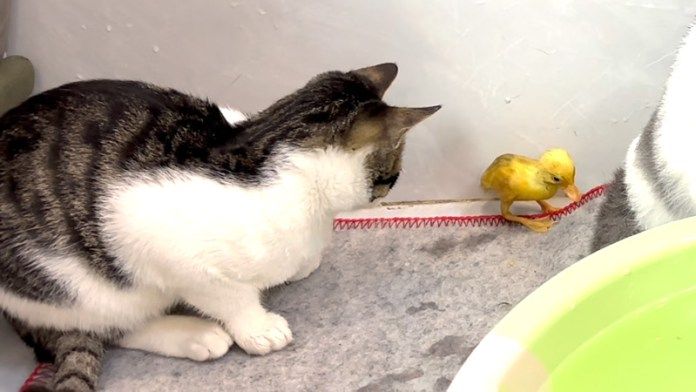 ヒナを助けた子猫