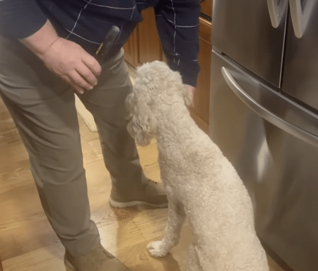 ダイヤの指輪が消えた！ 愛犬のお腹に金属探知機を近づけると？