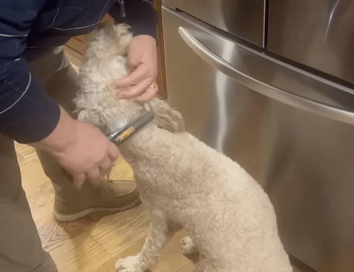 ダイヤの指輪が消えた！ 愛犬のお腹に金属探知機を近づけると？