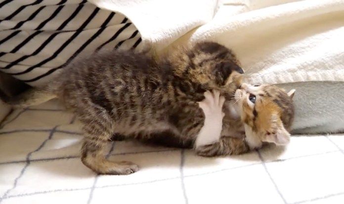 バトルする子猫達