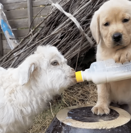 子犬「大きくなるんだよ〜」子ヤギにミルクを、はいどうぞ！
