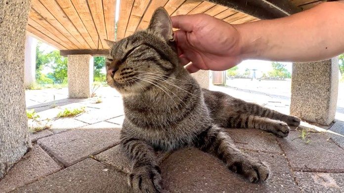 撫でられる猫