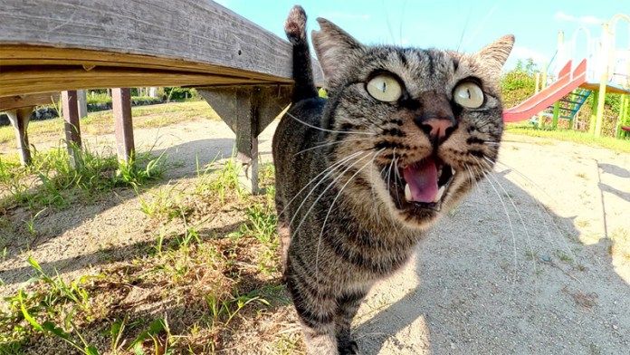 話し掛けてきた猫