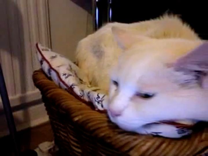 籠と一緒にターンテーブルで回る猫、美術館のオブジェのように