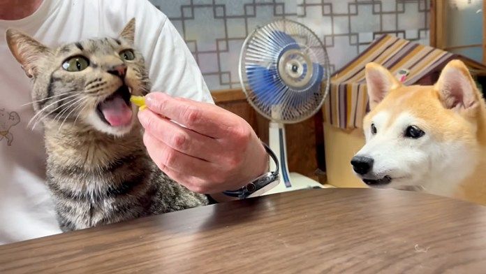 お芋を食べる猫