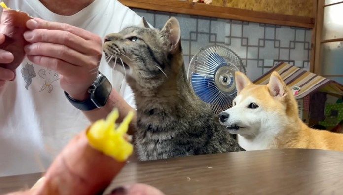 お芋が食べたい犬と猫