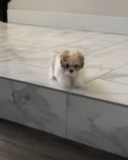 子犬「自分、まだ赤ちゃんなんで」 こんな高さ飛べないよっ！