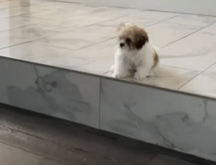 子犬「自分、まだ赤ちゃんなんで」 こんな高さ飛べないよっ！