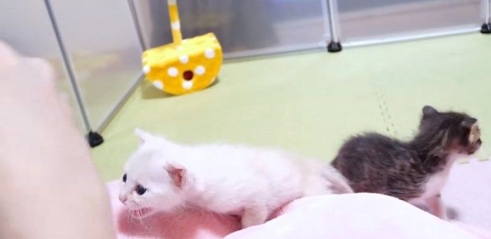 ミルクが飲みたい子猫