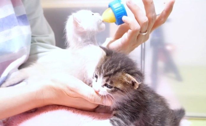 膝の上に登ってくる猫