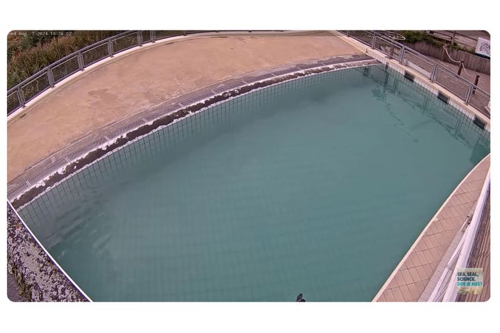 アザラシのイメージ