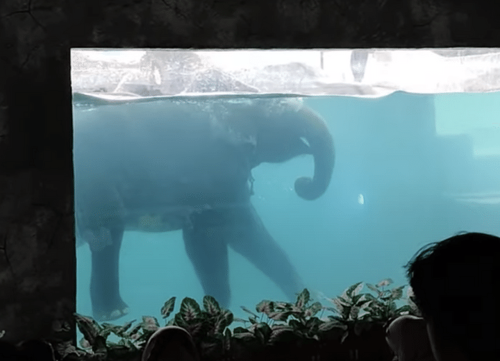 長いお鼻がシュノーケルになるよ！ ゾウさんの泳ぐ姿、見たことある？