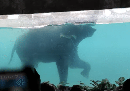 長いお鼻がシュノーケルになるよ！ ゾウさんの泳ぐ姿、見たことある？