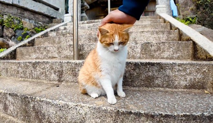 撫でられる猫