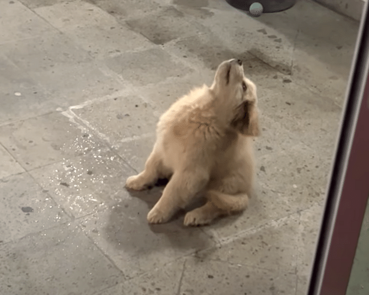 お空から、シャワー？ 雨を見た子犬の反応が可愛すぎて♡