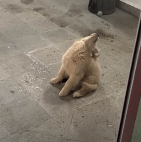 お空から、シャワー？ 雨を見た子犬の反応が可愛すぎて♡