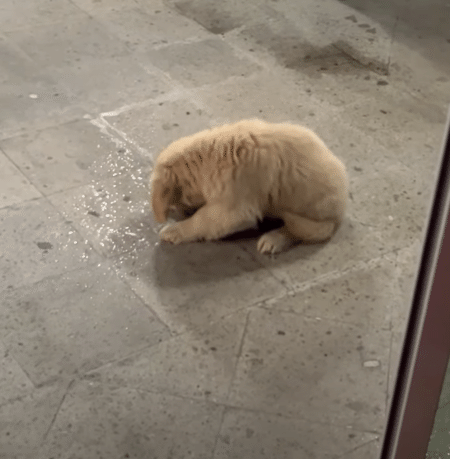 お空から、シャワー？ 雨を見た子犬の反応が可愛すぎて♡