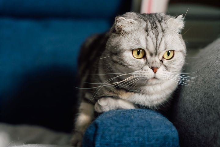 8月8日の「世界猫の日」