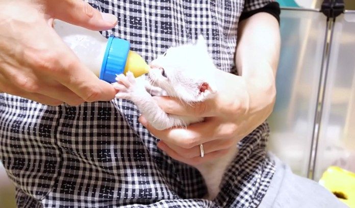 ミルクを飲む子猫