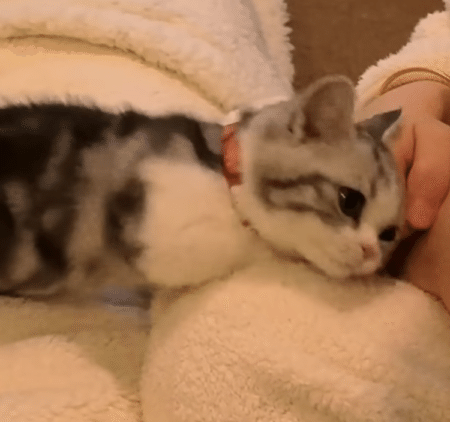 甘えてくる子猫ちゃんが、可愛い！愛おしい！