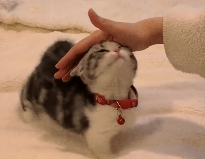 甘えてくる子猫ちゃんが、可愛い！愛おしい！