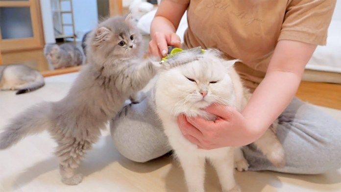 ブラッシングされる父猫