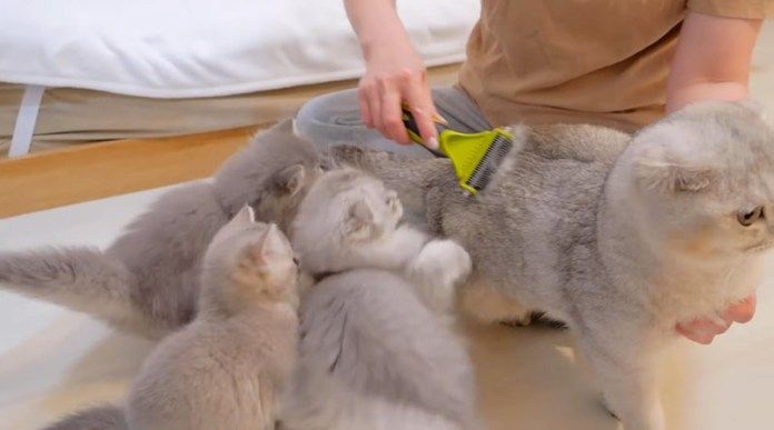 ブラッシングされる兄猫