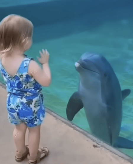 イルカさん、こんにちわ〜！ 子どもと可愛いご挨拶♡