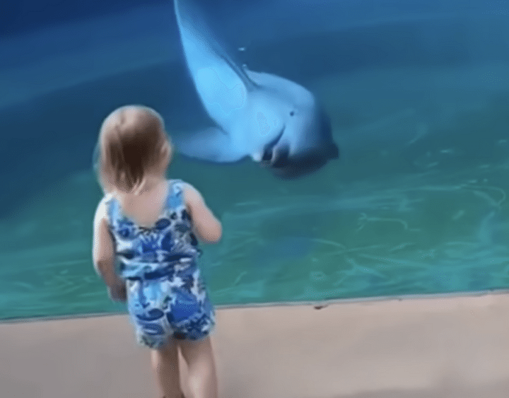 イルカさん、こんにちわ〜！ 子どもと可愛いご挨拶♡