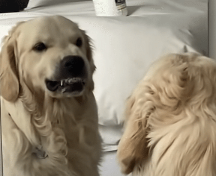 鏡を見ている犬さん、ニヤリと怖い顔の練習中？